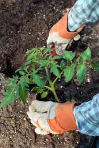 Which Gardening Technique is Best?: MOTHER's Minigardens Experiment Image